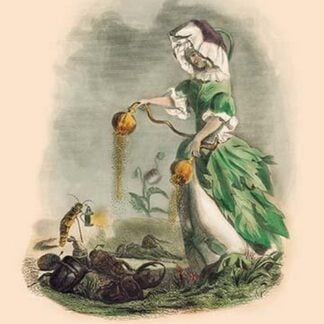 Pavot by J.J. Grandville