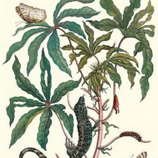 Peacock Butterfly with a Lizard by Maria Sibylla Merian