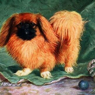 Pekinese Champion Chu-erh of Alderbourng
