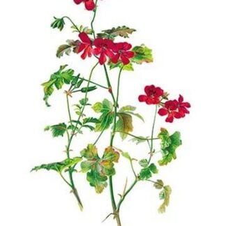 Pelargonium Lady Mary Fox by Henry George Moon