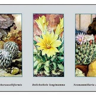 Pelecyphora Aselliformis