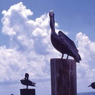 Pelican by William B. Folsom