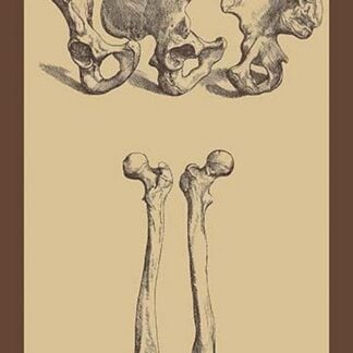 Pelvic Bones by Andreas Vesalius