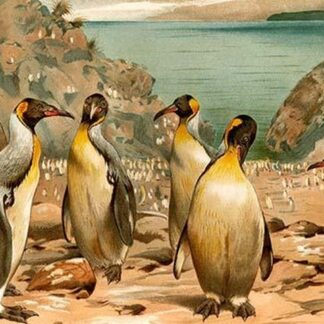 Penguins by Friedrich Wilhelm Kuhnert