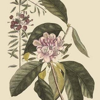 Pennsylvania Lilly - Rhododendron by Mark Catesby