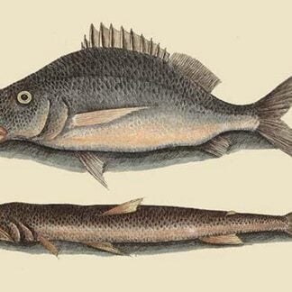 Perch or Margate Fish by Mark Catesby
