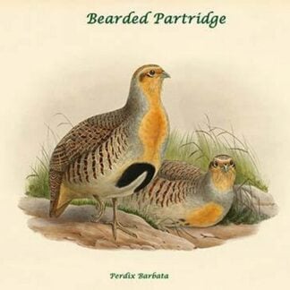 Perdix Barbata - Bearded Partridge by John Gould