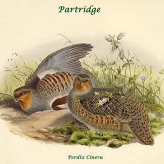 Perdix Cinera - Partridge by John Gould