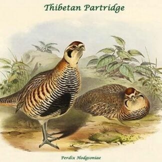 Perdix Hodgsoniae - Thibetan Partridge by John Gould