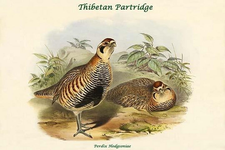 Perdix Hodgsoniae - Thibetan Partridge by John Gould