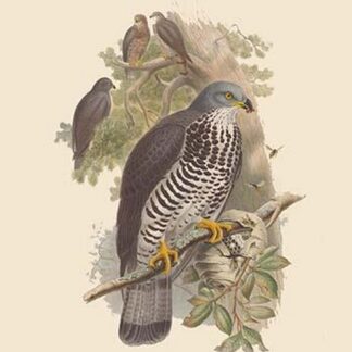 Pernis Apivorus - Honey Buzzard by John Gould