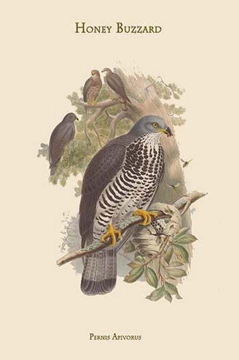Pernis Apivorus - Honey Buzzard by John Gould