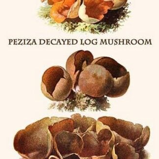 Peziza Decayed Log Mushroom By Edmund Michael