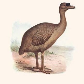 Pezophaps Solitaria by Lionel Walter Rothschild