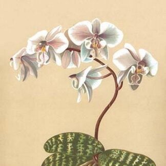 Phalenopsis Schilleriana by H.G. Moon