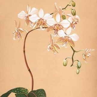 Phalenopsis Stuartiana; Philippine Orchid by Henry George Moon