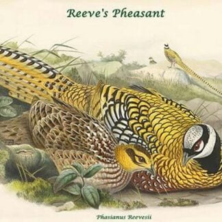 Phasianus Reevesii - Reeve's Pheasant by John Gould