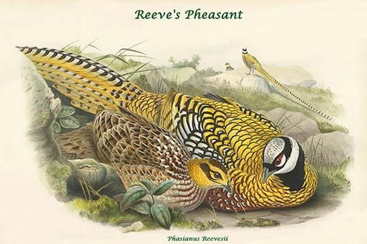 Phasianus Reevesii - Reeve's Pheasant by John Gould