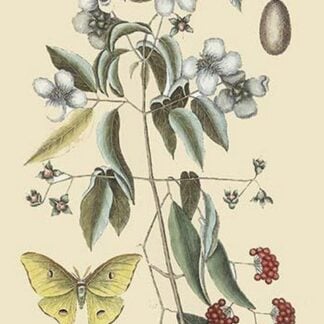 Philadelphus - Mock Orange by Mark Catesby