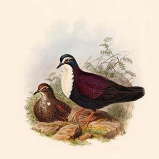 Phlogoenas Jobiensis - White-Chested Pigeon by John Gould