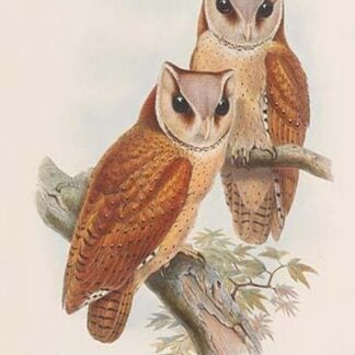 Phodilus Badius - Bay Owl by John Gould