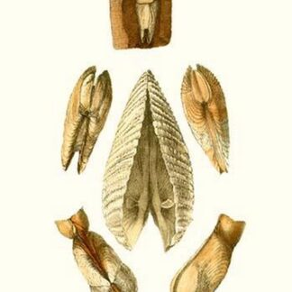 Pholas Shells By John Mawe