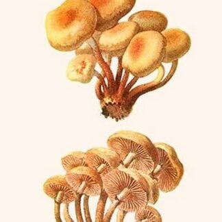 Pholiota - Wood Rotting Mushroom By Edmund Michael