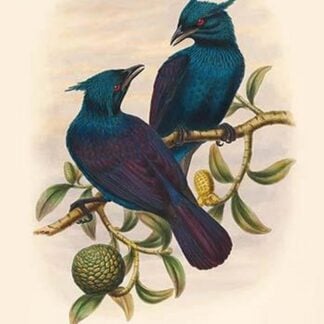 Phonygama Purpureovioacea - Purple & Violet Manucode by John Gould