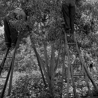 Picking Pears by Dorothea Lange