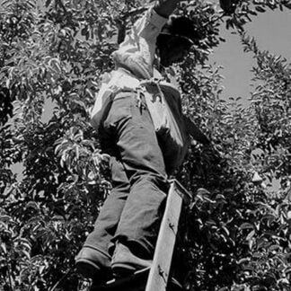 Picking pears by Dorothea Lange #2