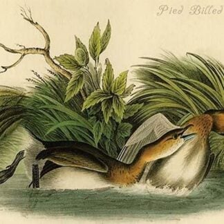 Pied Billed Dobchick by John James Audubon