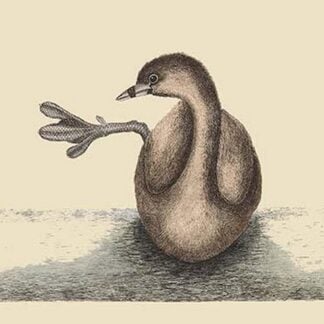 Pied Billed Dopchick by Mark Catesby