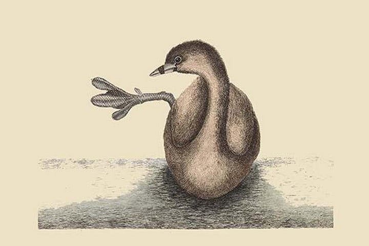 Pied Billed Dopchick by Mark Catesby