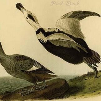 Pied Duck by John James Audubon