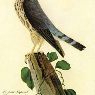 Pigeon Hawk by John James Audubon