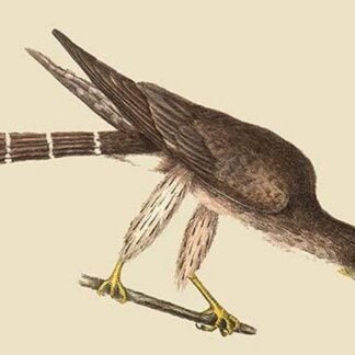 Pigeon Hawk by Mark Catesby