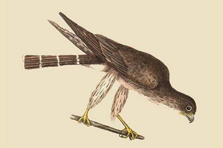 Pigeon Hawk by Mark Catesby