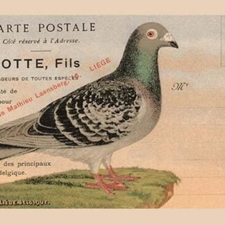 Pigeons Voyageurs