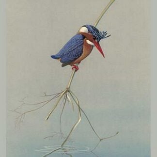 Pigmy Kingfisher by Louis Agassiz Fuertes