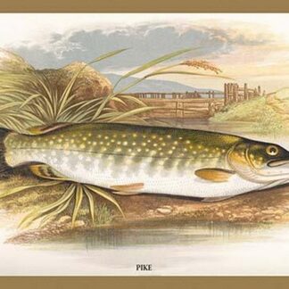 Pike by A.F. Lydon