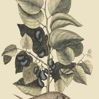 Pilchard by Mark Catesby