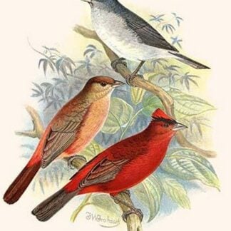 Pileated Finch & Red Crested Finch by Frederick William Frohawk
