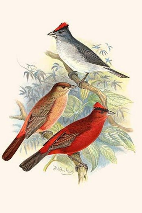 Pileated Finch & Red Crested Finch by Frederick William Frohawk