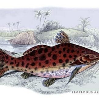 Pimelodus Arekaima by Robert H. Schomburgk