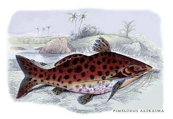 Pimelodus Arekaima by Robert H. Schomburgk