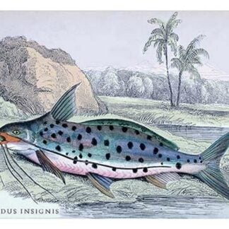 Pimelodus Insignis by Robert H. Schomburgk