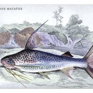 Pimelodus Notatus by Robert H. Schomburgk
