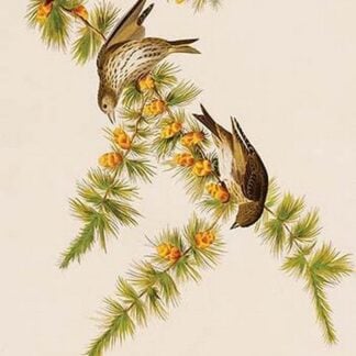 Pine Finch by John James Audubon