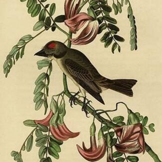 Pipiry Flycatcher by John James Audubon