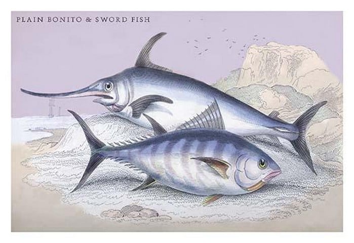 Plain Bonito and Swordfish by Robert Hamilton